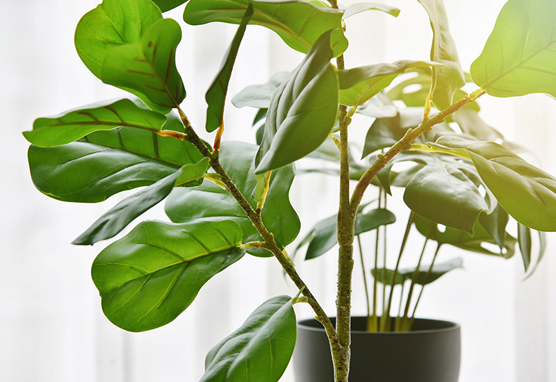 観葉植物を置くメリット2