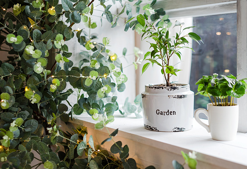 観葉植物を置くメリット3